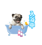 pug_poco（個別スタンプ：10）