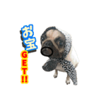 pug_poco（個別スタンプ：11）
