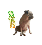 pug_poco（個別スタンプ：12）