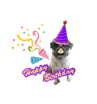 pug_poco（個別スタンプ：13）