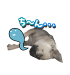 pug_poco（個別スタンプ：14）