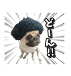 pug_poco（個別スタンプ：16）