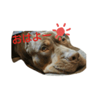 kaiser haru（個別スタンプ：1）