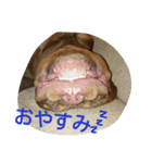 kaiser haru（個別スタンプ：2）