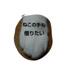 ぽっちゃんのかわいいスタンプ！！！（個別スタンプ：7）