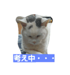 ぽっちゃんのかわいいスタンプ！！！（個別スタンプ：11）
