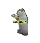 ぽっちゃんのかわいいスタンプ！！！（個別スタンプ：13）