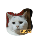 ぽっちゃんのかわいいスタンプ！！！（個別スタンプ：20）