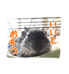デグーのボタパキ2（個別スタンプ：6）