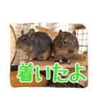 デグーのボタパキ2（個別スタンプ：22）