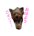 ヨークシャーテリアのアミちゃん（個別スタンプ：1）