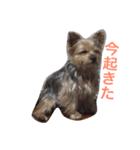 ヨークシャーテリアのアミちゃん（個別スタンプ：2）