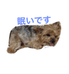 ヨークシャーテリアのアミちゃん（個別スタンプ：4）