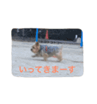 ヨークシャーテリアのアミちゃん（個別スタンプ：8）