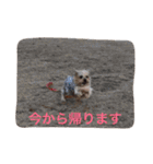 ヨークシャーテリアのアミちゃん（個別スタンプ：10）