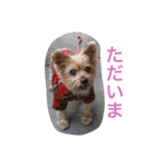ヨークシャーテリアのアミちゃん（個別スタンプ：11）