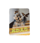 ヨークシャーテリアのアミちゃん（個別スタンプ：12）