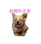 ヨークシャーテリアのアミちゃん（個別スタンプ：14）