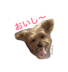 ヨークシャーテリアのアミちゃん（個別スタンプ：17）