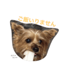 ヨークシャーテリアのアミちゃん（個別スタンプ：18）