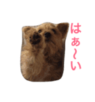 ヨークシャーテリアのアミちゃん（個別スタンプ：25）