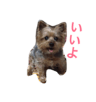 ヨークシャーテリアのアミちゃん（個別スタンプ：27）