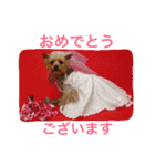 ヨークシャーテリアのアミちゃん（個別スタンプ：31）