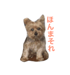 ヨークシャーテリアのアミちゃん（個別スタンプ：33）