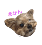 ヨークシャーテリアのアミちゃん（個別スタンプ：38）