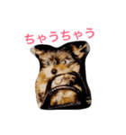ヨークシャーテリアのアミちゃん（個別スタンプ：39）