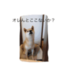 The 森家（個別スタンプ：10）