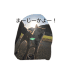 The 森家（個別スタンプ：13）