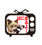 色んな意味で使えそうな猫写真スタンプ（個別スタンプ：32）