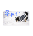 チワワのチョコたん（個別スタンプ：8）