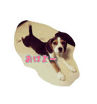 ビーグル犬 こたろう（個別スタンプ：1）
