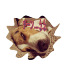 ビーグル犬 こたろう（個別スタンプ：2）