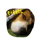 ビーグル犬 こたろう（個別スタンプ：3）