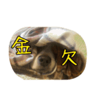 ビーグル犬 こたろう（個別スタンプ：5）