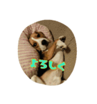 ビーグル犬 こたろう（個別スタンプ：6）