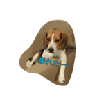 ビーグル犬 こたろう（個別スタンプ：8）