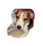 ビーグル犬 こたろう（個別スタンプ：9）
