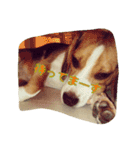 ビーグル犬 こたろう（個別スタンプ：10）