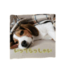 ビーグル犬 こたろう（個別スタンプ：11）