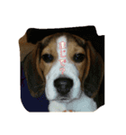 ビーグル犬 こたろう（個別スタンプ：12）