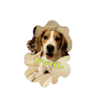 ビーグル犬 こたろう（個別スタンプ：13）