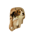 ビーグル犬 こたろう（個別スタンプ：14）