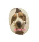 ビーグル犬 こたろう（個別スタンプ：15）