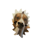 ビーグル犬 こたろう（個別スタンプ：17）