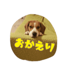 ビーグル犬 こたろう（個別スタンプ：18）
