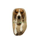 ビーグル犬 こたろう（個別スタンプ：19）